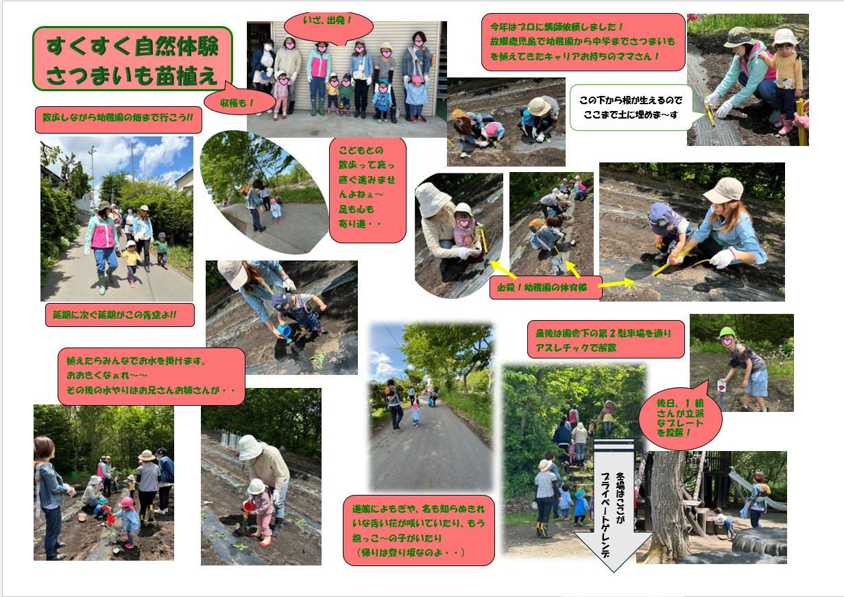 R7 さつまいもの苗植え